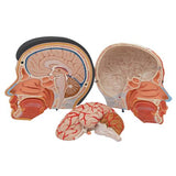Asian Deluxe Head Model with Neck, 4 part - 3B Smart Anatomy