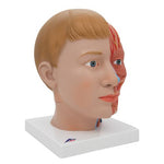 Human Head Model with Neck, 4 part - 3B Smart Anatomy