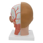 Human Head Model with Neck, 4 part - 3B Smart Anatomy