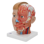 Human Head Model with Neck, 4 part - 3B Smart Anatomy