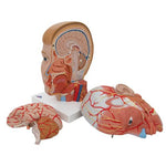 Human Head Model with Neck, 4 part - 3B Smart Anatomy