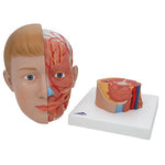 Human Head Model with Neck, 4 part - 3B Smart Anatomy