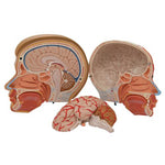 Human Head Model with Neck, 4 part - 3B Smart Anatomy
