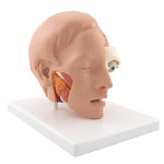 Human Head Model, 6 part - 3B Smart Anatomy
