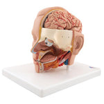 Human Head Model, 6 part - 3B Smart Anatomy