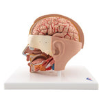 Human Head Model, 6 part - 3B Smart Anatomy