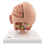 Human Head Model, 6 part - 3B Smart Anatomy