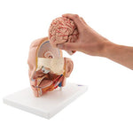 Human Head Model, 6 part - 3B Smart Anatomy