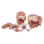 Human Head Model, 6 part - 3B Smart Anatomy