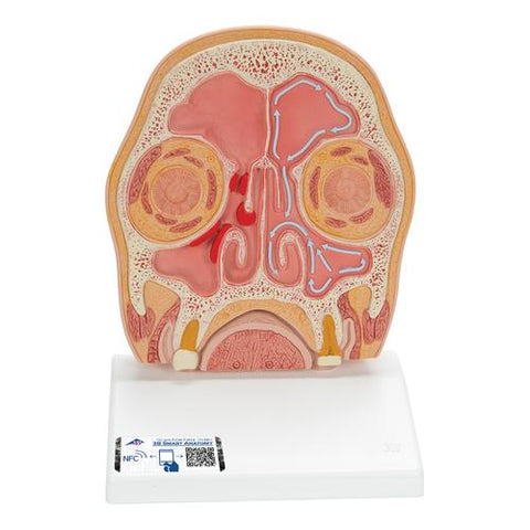 Model of Frontal Section of Human Head (paranasal sinuses) - 3B Smart Anatomy