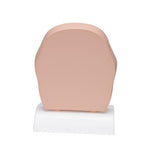 Model of Frontal Section of Human Head (paranasal sinuses) - 3B Smart Anatomy