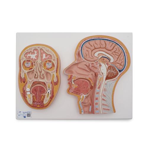 Median and Frontal Section of Human Head