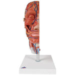 Half Head Model with Neck, Muscles, Blood Vessels & Nerve Branches - 3B Smart Anatomy