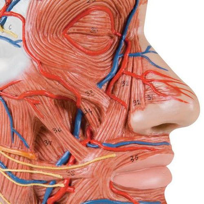 Half Head Model with Neck, Muscles, Blood Vessels & Nerve Branches - 3B Smart Anatomy