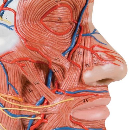 Half Head Model with Neck, Muscles, Blood Vessels & Nerve Branches - 3B Smart Anatomy