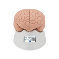 Introductory Human Brain Model, 2 part - 3B Smart Anatomy 1