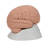 Introductory Human Brain Model, 2 part - 3B Smart Anatomy 1