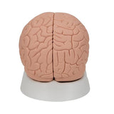 Introductory Human Brain Model, 2 part - 3B Smart Anatomy 1