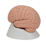 Introductory Human Brain Model, 2 part - 3B Smart Anatomy 1