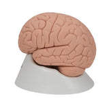 Introductory Human Brain Model, 2 part - 3B Smart Anatomy 1