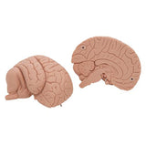 Introductory Human Brain Model, 2 part - 3B Smart Anatomy 1