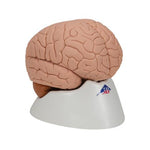 Human Brain Model, 2 part - 3B Smart Anatomy
