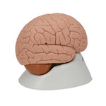 Human Brain Model, 2 part - 3B Smart Anatomy