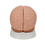 Human Brain Model, 2 part - 3B Smart Anatomy