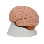 Human Brain Model, 2 part - 3B Smart Anatomy