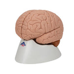 Human Brain Model, 2 part - 3B Smart Anatomy