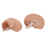 Human Brain Model, 2 part - 3B Smart Anatomy