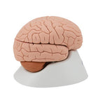 Human Brain Model, 4 part - 3B Smart Anatomy