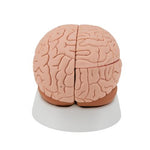 Human Brain Model, 4 part - 3B Smart Anatomy
