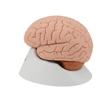 Human Brain Model, 4 part - 3B Smart Anatomy