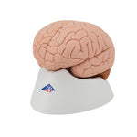 Human Brain Model, 4 part - 3B Smart Anatomy