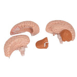 Human Brain Model, 4 part - 3B Smart Anatomy