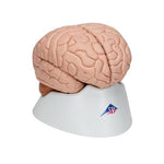 Human Brain Model, 8 part - 3B Smart Anatomy