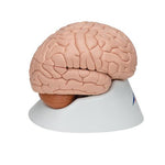 Human Brain Model, 8 part - 3B Smart Anatomy