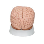 Human Brain Model, 8 part - 3B Smart Anatomy