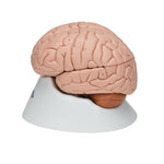 Human Brain Model, 8 part - 3B Smart Anatomy