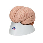 Human Brain Model, 8 part - 3B Smart Anatomy