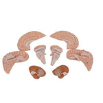 Human Brain Model, 8 part - 3B Smart Anatomy