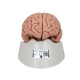 Classic Human Brain Model, 5 part - 3B Smart Anatomy