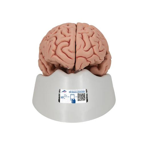 Classic Human Brain Model, 5 part - 3B Smart Anatomy