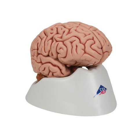 Classic Human Brain Model, 5 part - 3B Smart Anatomy