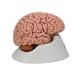 Classic Human Brain Model, 5 part - 3B Smart Anatomy