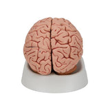 Classic Human Brain Model, 5 part - 3B Smart Anatomy
