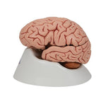 Classic Human Brain Model, 5 part - 3B Smart Anatomy