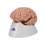 Classic Human Brain Model, 5 part - 3B Smart Anatomy