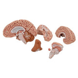 Classic Human Brain Model, 5 part - 3B Smart Anatomy